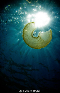 Sea Hare egg mass - perhaps dropped from the pier above o... by Richard Wylie 
